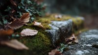 Moss-covered stone steps with fallen autumn leaves creating a serene, natural atmosphere in a garden pathway.