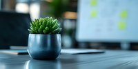 Small green succulent plant in modern black ceramic pot on dark wooden desk surface with blurred office background, minimalist workspace decor.