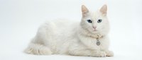 White fluffy cat with blue eyes wearing collar lying down on white background, isolated pet portrait for design and advertising use.