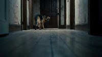 Stray dog standing in industrial warehouse doorway with metal doors and concrete floor, suitable for animal rescue and urban themes.