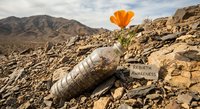 Orange poppy flower blooming from plastic bottle in desert landscape symbolizing environmental rebirth and nature resilience against pollution.