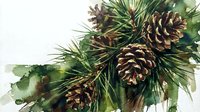 Watercolor pine branch with cones and eucalyptus leaves for holiday decorations, botanical illustration, Christmas crafts and seasonal design projects.