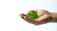 Human hands gently holding fresh green leaf symbolizing environmental care, sustainability and natural protection on clean white background.