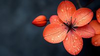 Delicate coral cherry blossom with water droplets on petals against dark background, creating dramatic contrast and moody atmosphere in macro photography.