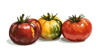 Three colorful heirloom tomatoes in red, yellow, and orange with green stems on white background, painted in expressive brushstrokes for food illustration.
