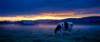 Holstein dairy cow grazing in misty pasture at dawn with farm buildings and mountains in background. Rural agriculture landscape scene.