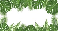 Tropical leaves frame with monstera and palm fronds creating natural border on white background for summer design projects and botanical themes.