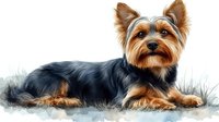 Yorkshire terrier lying on white background, detailed fur texture and natural pose shows distinctive black and tan coloring. Suitable for pet-related designs and publications.