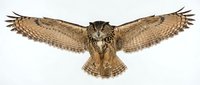 Eagle owl with wings spread wide isolated on white background, ready for design projects and educational materials.