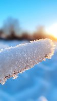 Crystalline snow formation on branch backlit by winter sunrise creates magical frost patterns against blurred blue sky background. For seasonal winter designs.