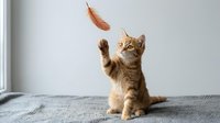 Adorable orange tabby kitten playing with feather toy, reaching up with paws in playful motion. Perfect for pet care, animal behavior, and feline content.