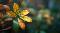 Golden autumn leaf with green gradient showing seasonal transition against blurred natural background. Perfect for fall themes and environmental concepts.