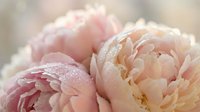 Soft pink peonies with morning dew drops creating romantic floral arrangement for wedding decor, spring garden photography, and feminine design projects.