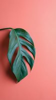 Single green monstera leaf with natural holes displayed against a solid coral pink background, perfect for botanical, wellness, and interior design projects.