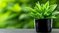 Fresh green succulent plant in black ceramic pot against blurred natural background, water drops on leaves. Suitable for wellness, spa and home decor.