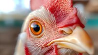 Close-up macro shot of red and white rooster head showing detailed feathers and bright orange eye. Dramatic lighting highlights texture and vibrant colors in farm bird.