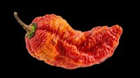 Dried red hot chili pepper isolated on transparent background, ready for t-shirt design, stickers, clipart, print on demand, and sublimation projects.