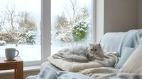 Cozy tabby cat sleeping on soft blanket by window with snowy winter landscape view creating peaceful indoor atmosphere for relaxation and comfort.