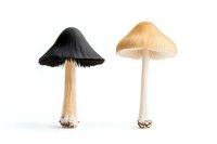 Black and cream mushrooms isolated on white background, showing detailed caps and stems for nature study, botanical illustration, or culinary content.
