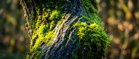 Vibrant green moss growing on textured tree bark in natural forest environment with soft sunlight filtering through creating warm bokeh background.