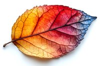 Vibrant autumn leaf displaying gradient colors from warm orange to cool blue, with detailed vein patterns and natural texture on white background, isolated for design use.