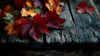 Vibrant autumn maple leaves in red, orange, and yellow hues scattered on rustic weathered wooden surface, creating seasonal contrast.