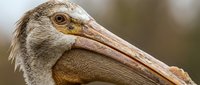 Close-up portrait of brown pelican head showing detailed feather texture and distinctive large beak. Wildlife photography capturing natural bird features.