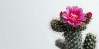 Blooming pink cactus flower with vibrant petals against white background, showcasing desert plant beauty in minimalist composition.