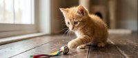 Ginger kitten playing with colorful toy on wooden floor near window, young cat exploring indoors with natural light.