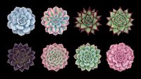 Eight colorful succulent rosettes in top view, isolated on transparent background. Great for stickers, t-shirt design, print on demand, clipart, and sublimation projects.