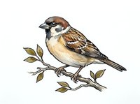 Small songbird with brown and cream plumage perched on leafy branch, featuring detailed feather work and natural coloring. Isolated on white background, ready for design projects, wildlife illustrations, and nature-themed applications.