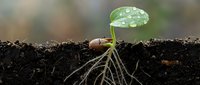 Young green seedling emerging from dark soil with visible roots and water droplets on leaf, symbolizing new life, growth and fresh beginnings in nature.