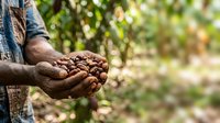 Farmer holding harvested cacao pods in hands at plantation, showing agricultural produce and sustainable farming practices for crop cultivation.