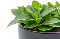 Fresh green peperomia plant with glossy oval leaves growing in black pot against white background, close up view of healthy houseplant foliage.