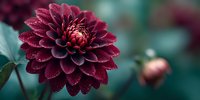 Deep burgundy dahlia flower with water droplets on petals against blurred teal background, creating moody garden atmosphere for nature photography.
