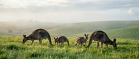 Group of kangaroos grazing in green grassland during golden hour with misty hills in background creating peaceful wildlife scene for nature photography.