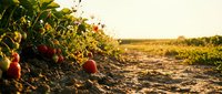 Fresh ripe strawberries growing in agricultural field during golden hour sunset with warm natural lighting for organic farming and harvest concepts.