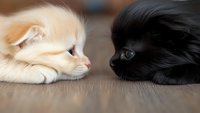 Close up portrait of cream colored and black kittens lying face to face on wooden floor, showing contrast in fur colors and tender moment between pets.