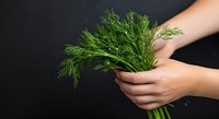 Fresh dill bunch held in hands against dark background, suitable for culinary, cooking, and food styling projects.