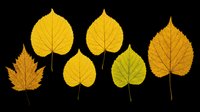 Seven autumn leaves in yellow, green, and orange tones, isolated on transparent background. Ready for seasonal clipart, t-shirt design, stickers, and print on demand use.