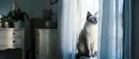 Gray tabby cat sitting by window with sheer curtains in modern home interior with plants and furniture.