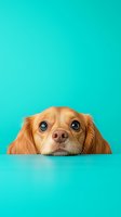 Adorable Cavalier King Charles Spaniel puppy peeking over edge with big blue eyes against turquoise background, creating playful and innocent expression.