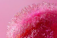 Vibrant macro photography of pink and red dandelion seed head covered in water droplets against pink background, creating magical crystalline effect.