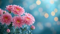 Pink chrysanthemum flowers against blurred turquoise background with soft bokeh lights creating dreamy romantic atmosphere for greeting cards and floral designs.