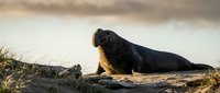 Large gray seal resting on sandy beach during golden hour sunset with dramatic cloudy sky and coastal grass in background for wildlife photography.