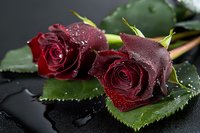 Fresh dark red roses with water drops on petals and green leaves lying on black reflective surface, romantic floral composition in moody lighting.