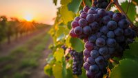 Ripe purple grapes hanging on vine in vineyard at golden sunset with warm light filtering through leaves creating agricultural harvest scene.