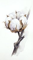 Watercolor cotton flower branch with fluffy white bolls and brown stem on light background for botanical art and natural design projects.