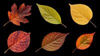 Six colorful autumn leaves isolated on transparent background, ready for t-shirt design, clipart, stickers, sublimation, and print on demand projects.