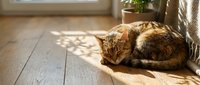 Tabby cat curled up sleeping on warm wooden floor in sunlight near window curtain, cozy home interior with natural light and shadows.